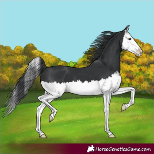 Horse Color:Black Splash 