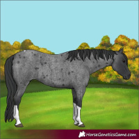 Horse Color:Blue Roan Tobiano