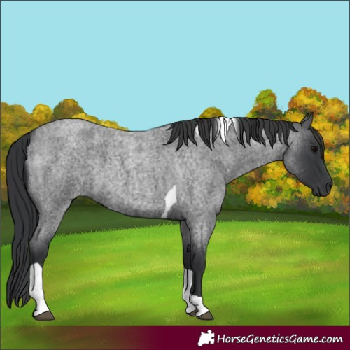 Horse Color:Blue Roan Tobiano 