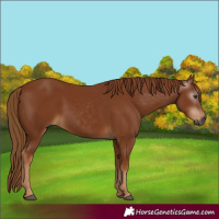 Horse Color:Gray Chestnut