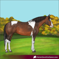 Horse Color:Brown Splash Tobiano