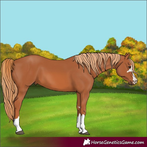 Horse Color:Unknown 
