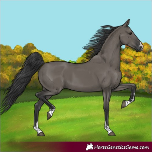 Horse Color:Grullo 
