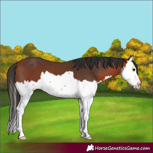 Horse Color:Bay Splash 