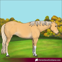 Horse Color:Palomino Tobiano 