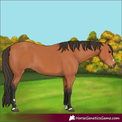 Horse Color:Bay 