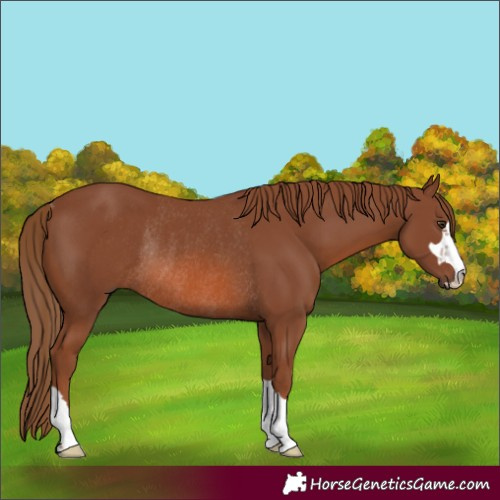 Horse Color:Chestnut Rabicano 