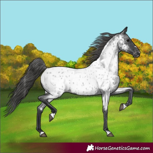 Horse Color:Blue Roan Appaloosa 