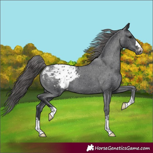 Horse Color:Black Appaloosa 