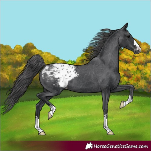 Horse Color:Black Appaloosa 