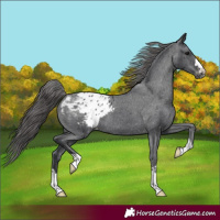 Horse Color:Black Appaloosa 