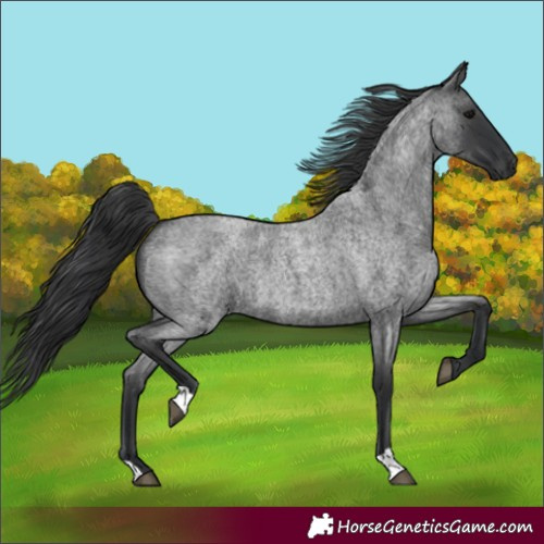 Horse Color:Blue Roan 