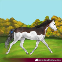 Horse Color:Brown Splash 