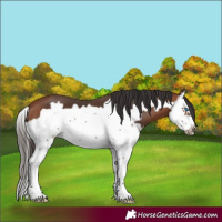 Horse Color:Bay Splash Frame 