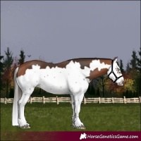 Horse Color:Bay Splash Frame