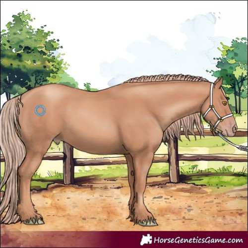 Horse Color:Gold Champagne
