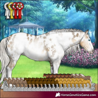Horse Color:Gray White Spotted Silver Sable Cream Champagne Mushroom Splash Near Leopard 