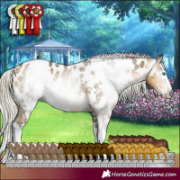 Horse Color:Gray White Spotted Silver Sable Cream Champagne Mushroom Splash Appaloosa 
