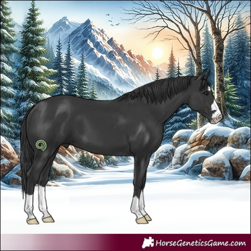 Horse Color:Black 