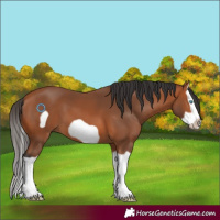 Horse Color:Bay Splash Frame