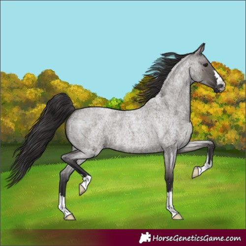 Horse Color:Smoky Grullo Roan 