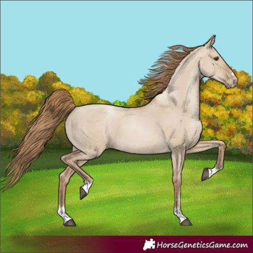 Horse Color:Grullo Pearl 
