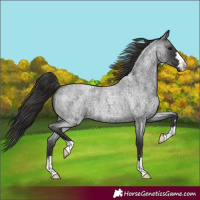 Horse Color:Smoky Blue Roan 