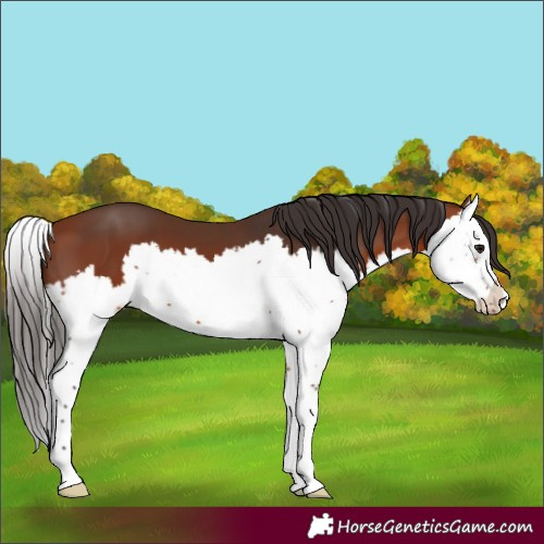 Horse Color:Unknown 
