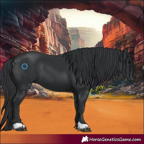 Horse Color:Black 