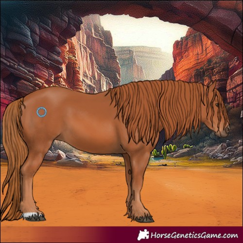 Horse Color:Chestnut 
