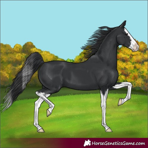 Horse Color:Black Splash 