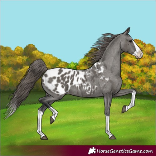 Horse Color:Grullo Splash Appaloosa 