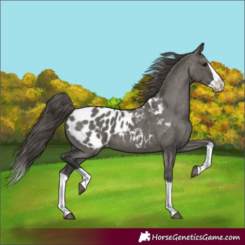 Horse Color:Grullo Splash Appaloosa 