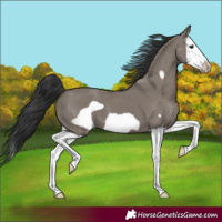 Horse Color:Grullo Splash Frame 