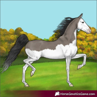 Horse Color:Grullo Splash 