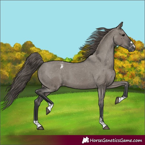 Horse Color:Grullo Appaloosa 