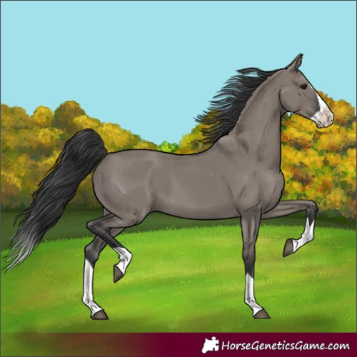 Horse Color:Grullo Splash 