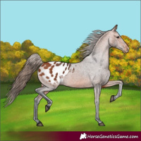 Horse Color:Bay Appaloosa 