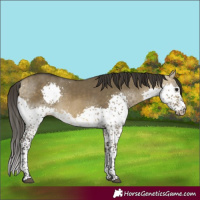 Horse Color:Buckskin Dun Splash