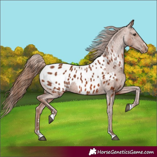 Horse Color:Chestnut Appaloosa 