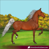 Horse Color:Silver Bay