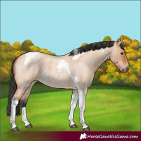 Horse Color:Bay Roan Dun Tobiano