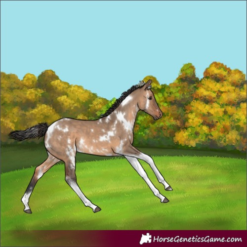 Horse Color:White Spotted Brown Dun Tobiano 