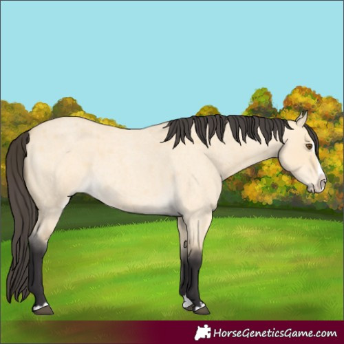 Horse Color:Buckskin Roan Dun Splash 