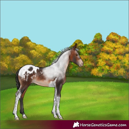 Horse Color:Bay Tobiano Appaloosa Rabicano 