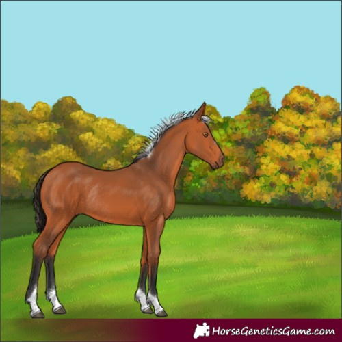 Horse Color:Bay Tobiano Rabicano 