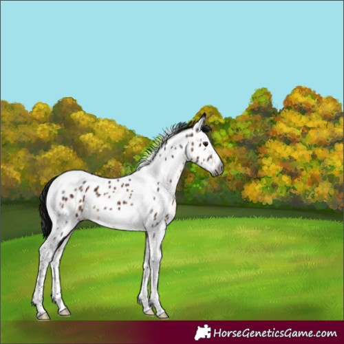 Horse Color:Gray Brown Splash Tobiano Appaloosa Rabicano 
