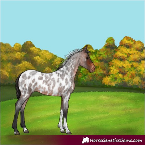 Horse Color:Brown Roan Tobiano Near Leopard Rabicano 