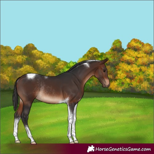 Horse Color:Brown Tobiano Rabicano 