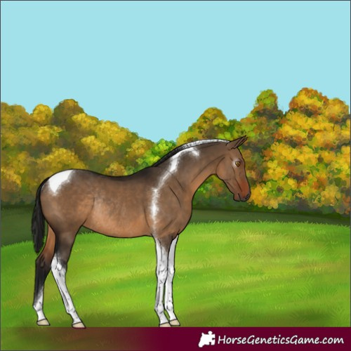 Horse Color:Gray Bay Dun Tobiano Rabicano